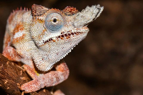 Lesser chameleon (Furcifer minor)