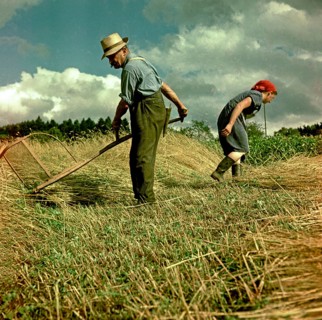 Man mowing grain with a scythe