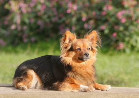 Papillon Yorkshire Mongrel