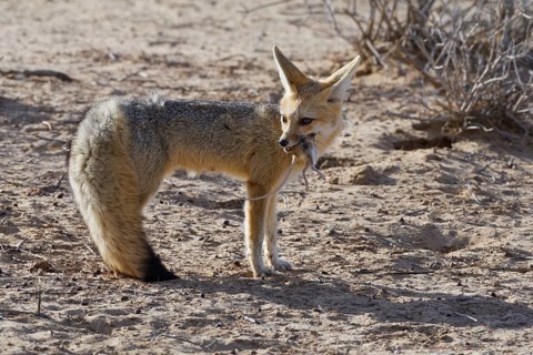 Cape fox (Vulpes chama)