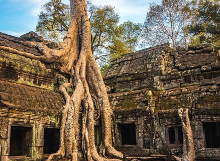 Huge roots of a tree (Tetrameles nudiflora) overgrowning ruins of Ta Prohm temple