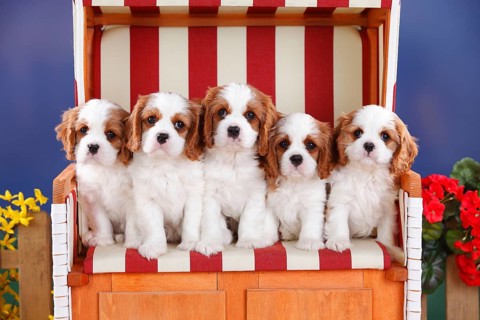 Cavalier King Charles Spaniel
