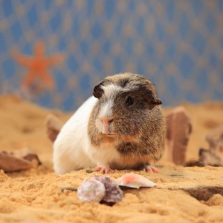 English Crested Guinea Pig