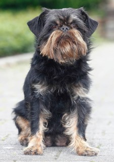 Griffon Bruxellois