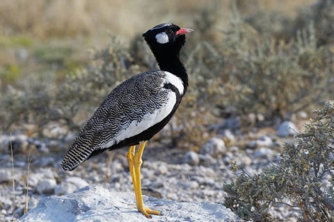 Northern black korhaan (Afrotis afraoides)