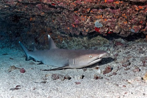 Whitetip reef shark (Triaenodon obesus) is located on sandy bottom