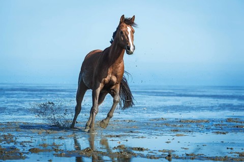 Brown horse