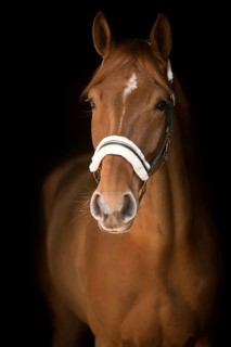 Fox horse with narrow blaze