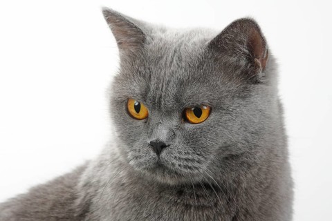 Carthusian cat