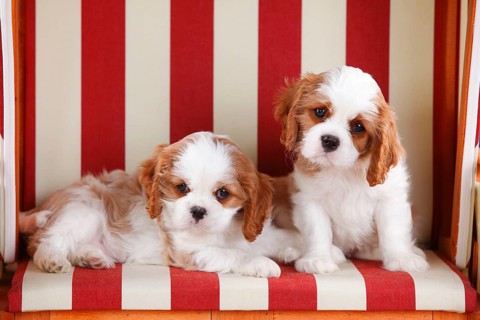 Cavalier King Charles Spaniel