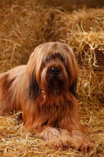 Briard