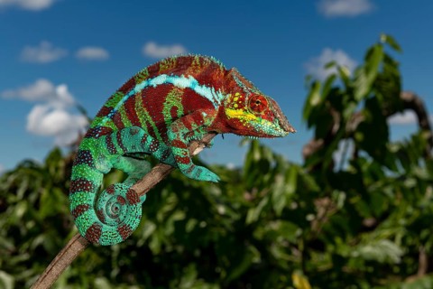 Panther chameleon (Furcifer pardalis) in the dry forest of Ambanja