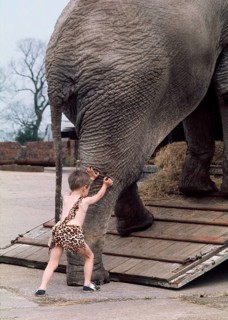 Child pushes elephant