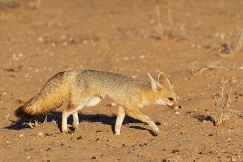 Cape fox (Vulpes chama)