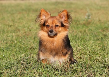 Papillon Yorkshire Mongrel