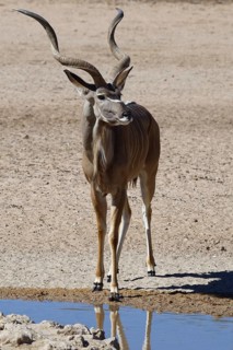 Greater kudu (Tragelaphus strepsiceros)
