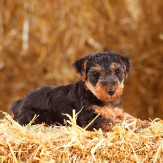 Welsh Terrier