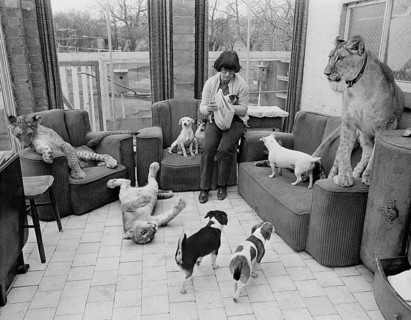 Dogs and lions in a woman's living room