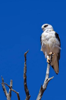Black-winged kite (Elanus caeruleus) perched on top of a dead tree