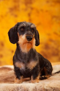 Little Grey-haired Dachshund