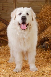 Pyrenean mountain dog