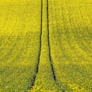 Tire tracks in the middle of a field of corn