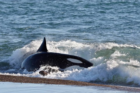Orca (Orcinus orca) attacking sea lion pups (Otaria flavescens) at the beach