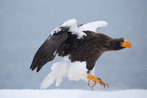Steller's sea eagle (Haliaeetus pelagicus) landing in the snow
