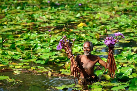 Old man collects flowers of Blue Lotus (Nymphaea caerulea) in a lake near Habarana