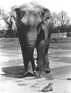 Elephant with small lion