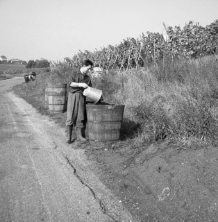 Vintners dump harvested grapes into a wooden container