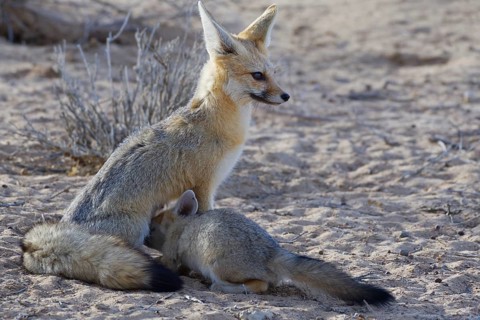 Cape foxes (Vulpes chama)