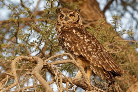 Spotted eagle-owl (Bubo africanus)