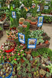 Various cactus plants