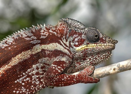 Panther chameleon (Furcifer pardalis)