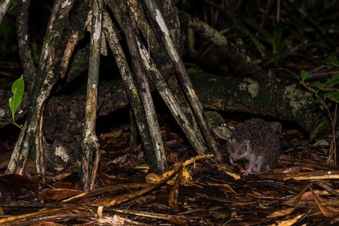 Greater hedgehog tenrec (Setifer setosus) between tree roots