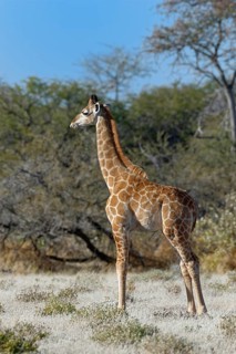 Angolan giraffe (Giraffa camelopardalis angolensis)