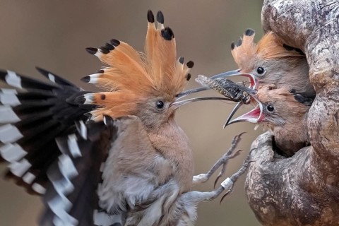 Hoopoe (Upupa epops)