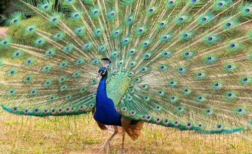 Indian peafowl (Pavo cristatus) beats a wheel
