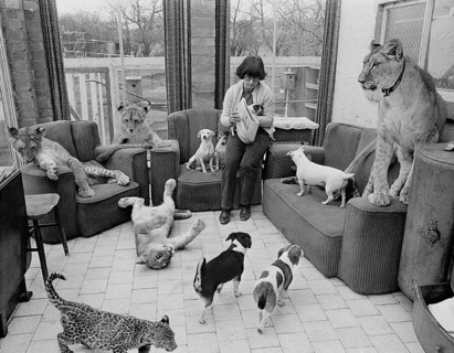 Dogs and lions in a woman's living room