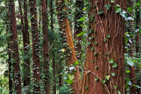 Ivy forest in Sao Miguel