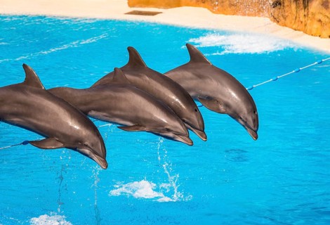 Bottlenose dolphins (Tursiops truncatus) jump out of the water