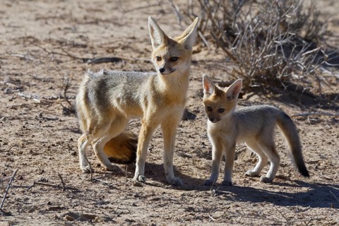Cape foxes (Vulpes chama)