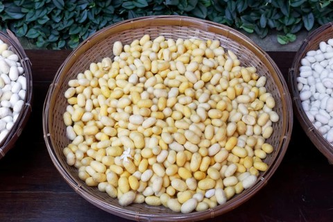 Yellow Silkworm Cocoons