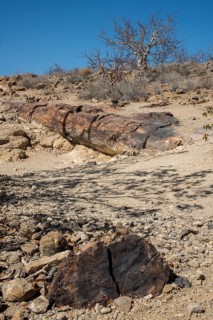 Petrified Tree Trunks