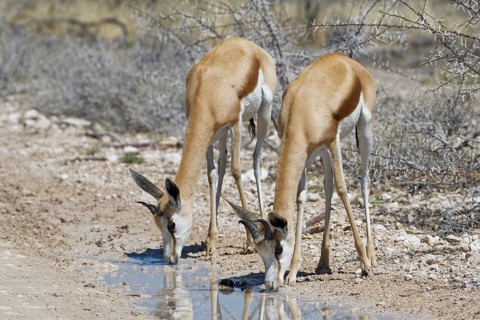 Two Springboks (Antidorcas marsupialis)
