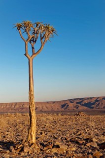 Young quiver tree or kokerboom (Aloe dichotoma) at Fish River Canyon