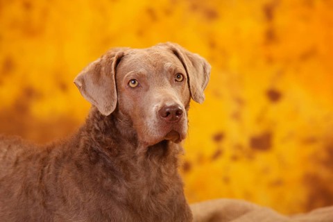 Chesapeake Bay Retriever