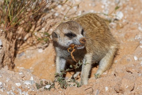 Meerkat (Suricata suricatta)