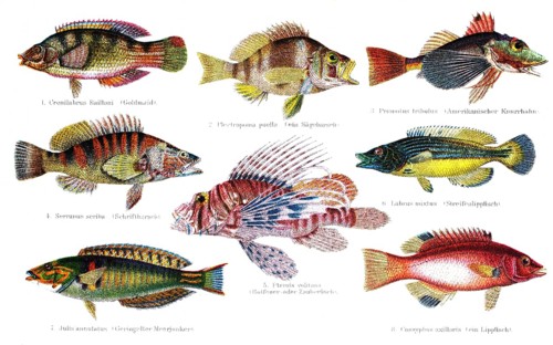Colorful fishes